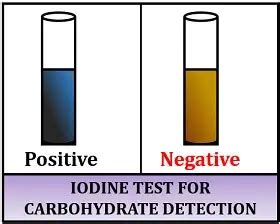 Iodine test » BIOLOGY TEACH.